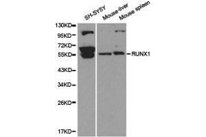 Western Blotting (WB) image for anti-Runt-Related Transcription Factor 1 (RUNX1) antibody (ABIN1874673) (RUNX1 Antikörper)