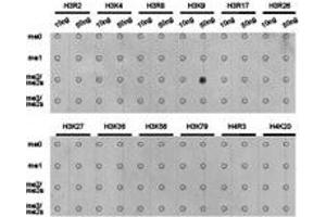 Dot-blot analysis of all sorts of methylation peptides using H3K9me2 antibody. (Histone 3 Antikörper  (H3K9me2))
