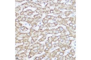 Immunohistochemistry of paraffin-embedded human liver using NDUF Rabbit pAb (ABIN7268802) at dilution of 1:350 (40x lens). (NDUFA4 Antikörper  (AA 1-81))
