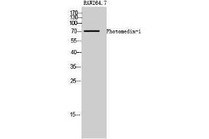 Western Blotting (WB) image for anti-Olfactomedin-Like 2A (OLFML2A) (Internal Region) antibody (ABIN3176872) (OLFML2A Antikörper  (Internal Region))