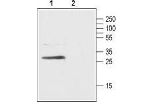 Western blot analysis of rat pancreas lysate:  - 1. (FFAR1 Antikörper  (3rd Extracellular Loop))