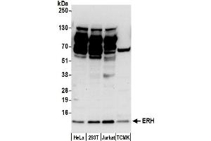 anti-Enhancer of Rudimentary Homolog (ERH) (AA 54-104) antibody