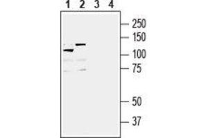 Western Blotting (WB) image for anti-Insulin-Like Growth Factor 1 Receptor (IGF1R) (AA 883-896), (Extracellular) antibody (ABIN7043290)
