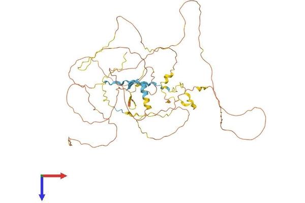 RAI2 Protein (AA 1-530) (His tag)