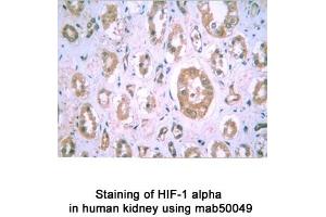 Image no. 2 for anti-Hypoxia Inducible Factor 1, alpha Subunit (Basic Helix-Loop-Helix Transcription Factor) (HIF1A) (AA 432-528) antibody (ABIN363203) (HIF1A Antikörper  (AA 432-528))