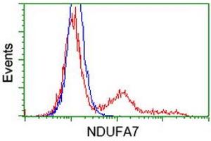 HEK293T cells transfected with either RC200534 overexpress plasmid (Red) or empty vector control plasmid (Blue) were immunostained by anti-NDUFA7 antibody (ABIN2454403), and then analyzed by flow cytometry. (NDUFA7 Antikörper)