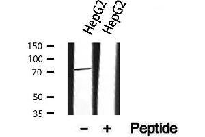 Western blot analysis of extracts from HepG2, using HRP2 antibody. (HDGFRP2 Antikörper)