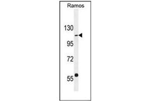 Western blot analysis of GIGYF1 Antibody (Center) in Ramos cell line lysates (35ug/lane). (GIGYF1 Antikörper  (Middle Region))