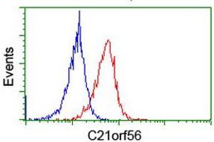 Image no. 3 for anti-Chromosome 21 Open Reading Frame 56 (C21orf56) antibody (ABIN1497041) (C21ORF56 Antikörper)