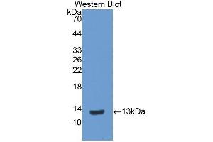 Detection of Recombinant IL8, Porcine using Monoclonal Antibody to Interleukin 8 (IL8) (IL-8 Antikörper  (AA 26-103))