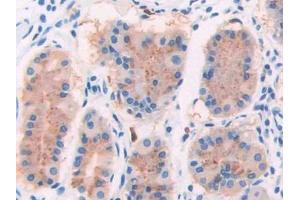 IHC-P analysis of Human Stomach Tissue, with DAB staining. (GRIP1 Antikörper  (AA 874-1073))