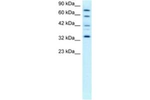 Western Blotting (WB) image for anti-Cyclin-Dependent Kinase 7 (CDK7) antibody (ABIN2463672) (CDK7 Antikörper)