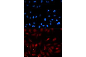 Immunofluorescence (IF) image for anti-Proliferation-Associated 2G4, 38kDa (PA2G4) antibody (ABIN1876564) (PA2G4 Antikörper)
