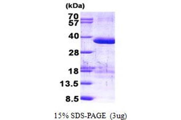 ZFAND1 Protein (AA 1-268) (His tag)