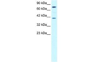PCK1 antibody used at 0. (PCK1 Antikörper  (Soluble))