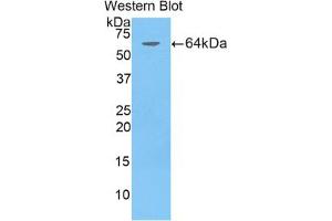 Western blot analysis of the recombinant protein. (CD5L Antikörper  (AA 11-346))