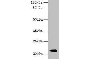 Western blot All lanes: Mup11 antibody at 2 μg/mL + Mouse liver tissue Secondary Goat polyclonal to rabbit IgG at 1/10000 dilution Predicted band size: 21 kDa Observed band size: 21 kDa (Major Urinary Protein 19 (MUP19) (AA 1-151) Antikörper)