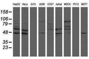 Image no. 1 for anti-SUMO1/sentrin/SMT3 Specific Peptidase 2 (SENP2) (AA 139-523) antibody (ABIN1490927) (SENP2 Antikörper  (AA 139-523))