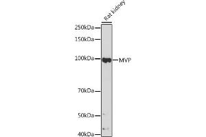 Western blot analysis of extracts of Rat kidney, using MVP Rabbit mAb (ABIN7268376) at 1:500 dilution. (MVP Antikörper)