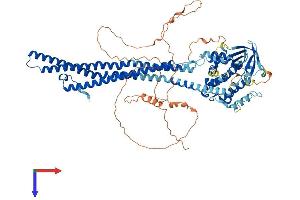 Oligophrenin 1 Protein (OPHN1) (AA 1-802) (His tag)