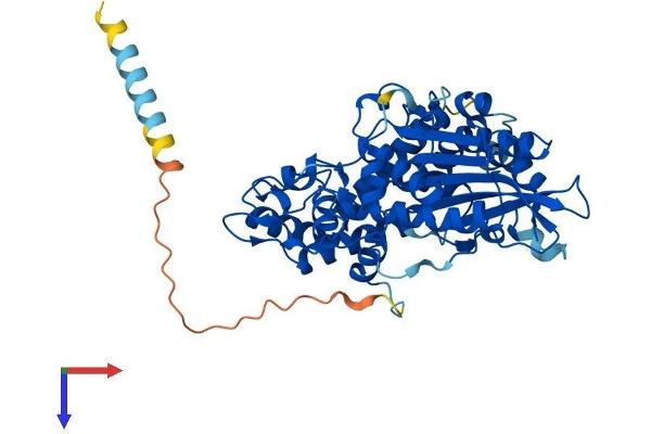 ACPL2 Protein (AA 1-480) (His tag)