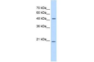 Western Blotting (WB) image for anti-Glucosaminyl (N-Acetyl) Transferase 4, Core 2 (Beta-1,6-N-Acetylglucosaminyltransferase) (GCNT4) antibody (ABIN635987)