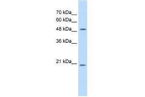 GCNT4 antibody used at 0. (GCNT4 Antikörper)