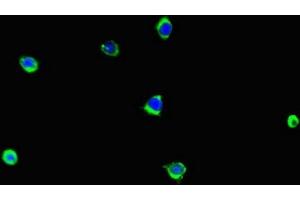 Immunofluorescent analysis of A375 cells using ABIN7157921 at dilution of 1:100 and Alexa Fluor 488-congugated AffiniPure Goat Anti-Rabbit IgG(H+L) (LCE1B Antikörper  (AA 1-118))