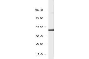 dilution: 1 : 1000, sample: synaptosomal fraction of rat brain (P2) (SCAMP1 Antikörper)