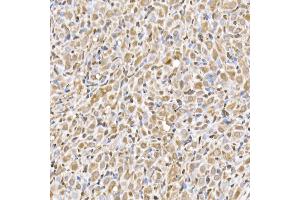 Immunohistochemistry of paraffin-embedded rat ovary using UB Rabbit mAb (ABIN7271128) at dilution of 1:50 (40x lens). (UBA52 Antikörper)