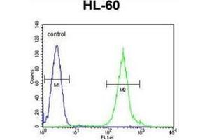 Flow cytometric analysis of HL-60 cells using FANCC Antibody (C-term) Cat. (FANCC Antikörper  (C-Term))