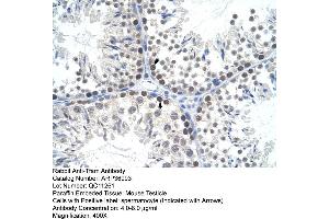 Mouse testicle (TFAM Antikörper  (C-Term))