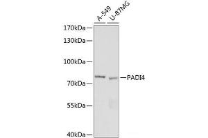 Western blot analysis of extracts of various cell lines using PADI4 Polyclonal Antibody at dilution of 1:1000. (PAD4 Antikörper)