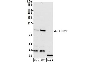 Western Blotting (WB) image for anti-Hook Homolog 1 (HOOK1) (AA 678-728) antibody (ABIN7449751)