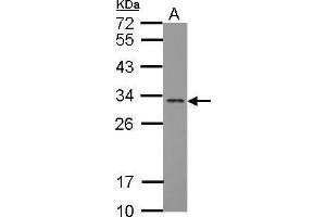 WB Image Sample (30 ug of whole cell lysate) A: MCF-7 12% SDS PAGE antibody diluted at 1:2000 (FGF13 Antikörper)