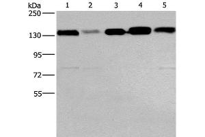 Western Blot analysis of 293T, hela, PC3, lovo and A172 cell using CEP97 Polyclonal Antibody at dilution of 1:500 (CEP97 Antikörper)