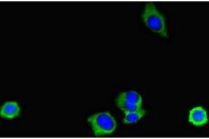 Immunofluorescent analysis of HepG2 cells using ABIN7151998 at dilution of 1:100 and Alexa Fluor 488-congugated AffiniPure Goat Anti-Rabbit IgG(H+L) (ERLIN2 Antikörper  (AA 25-206))