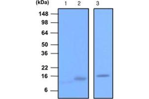 Western blot analysis of recombinant Synaptobrevin 1 , 2 (each 20 ng) and rat brain extracts (20 ug). (VAMP2 Antikörper  (AA 1-89))