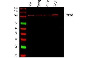 Western blot analysis of Hsp105 using anti-Hsp105 antibody (ABIN5693036). (HSPH1 Antikörper  (AA 653-858))