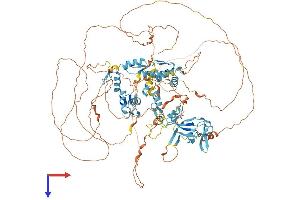 ZFPM1 Protein (AA 1-995) (His tag)