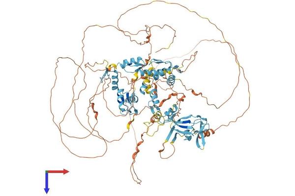 ZFPM1 Protein (AA 1-995) (His tag)
