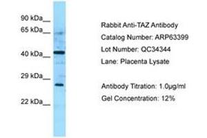 Image no. 1 for anti-Tafazzin (TAZ) (AA 192-241) antibody (ABIN6749979) (TAZ Antikörper  (AA 192-241))