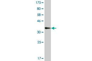 Western Blot detection against Immunogen (36. (WEE1 Antikörper  (AA 289-388))