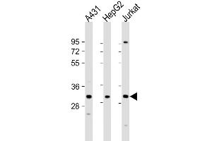 Western Blot at 1:1000 dilution Lane 1: A431 whole cell lysate Lane 2: HepG2 whole cell lysate Lane 3: Jurkat whole cell lysate Lysates/proteins at 20 ug per lane. (LY6G6F Antikörper  (N-Term))
