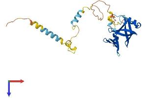 NRIP3 Protein (AA 1-241) (His tag)