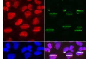 Immunofluorescence analysis of U2OS cells using POLD1 Polyclonal Antibody (POLD1 Antikörper)
