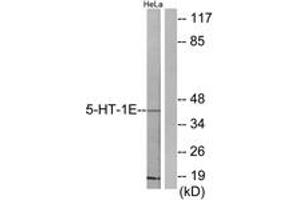 Western blot analysis of extracts from HeLa cells, using 5-HT-1E Antibody. (Serotonin Receptor 1E Antikörper  (AA 101-150))