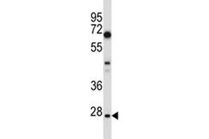 HES1 antibody western blot analysis in U251 lysate. (HES1 Antikörper  (AA 3-32))