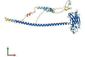 Protein Structure (PS) image for TNF Receptor-Associated Factor 1 (TRAF1) (AA 1-409) protein (His tag) (ABIN7563208)