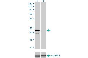 Western blot analysis of APOM over-expressed 293 cell line, cotransfected with APOM Validated Chimera RNAi (Lane 2) or non-transfected control (Lane 1). (Apolipoprotein M Antikörper  (AA 23-188))